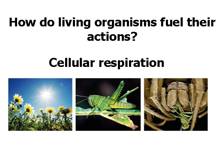 How do living organisms fuel their actions? Cellular respiration 