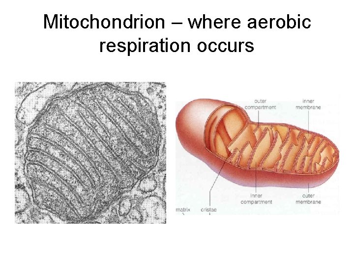 Mitochondrion – where aerobic respiration occurs 