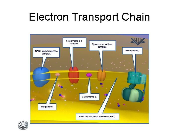 Electron Transport Chain 