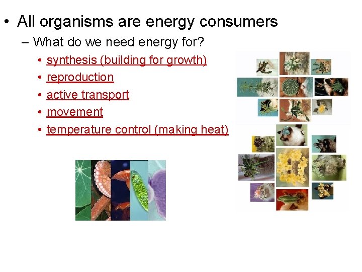  • All organisms are energy consumers – What do we need energy for?