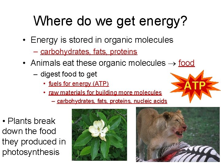 Where do we get energy? • Energy is stored in organic molecules – carbohydrates,