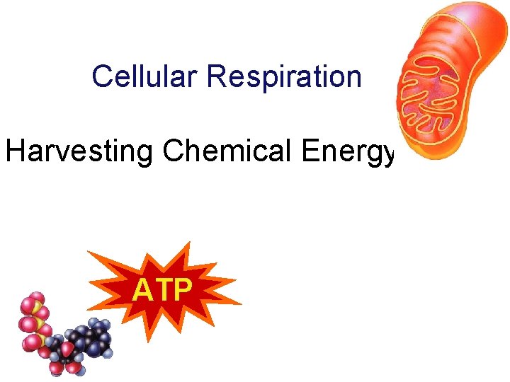 Cellular Respiration Harvesting Chemical Energy ATP 
