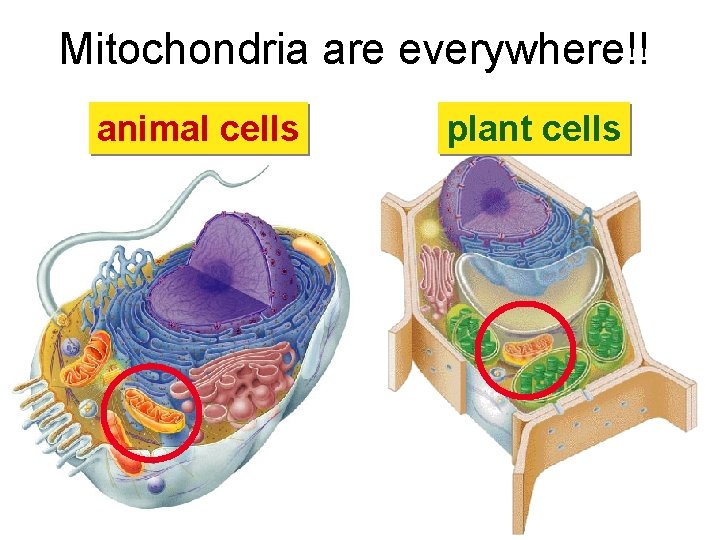 Mitochondria are everywhere!! animal cells plant cells 