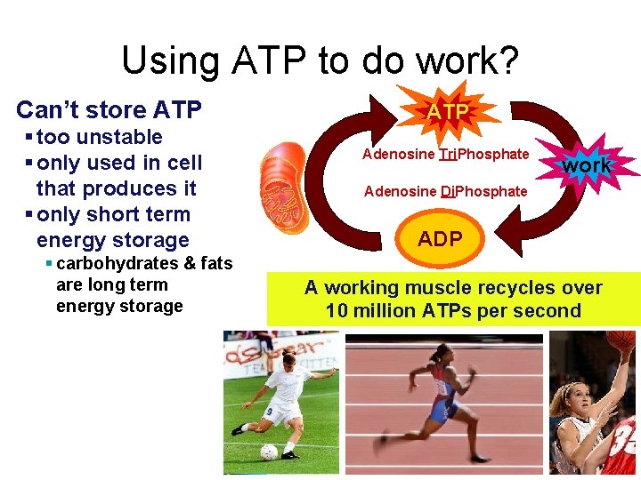 Using ATP to do work? Can’t store ATP § too unstable § only used