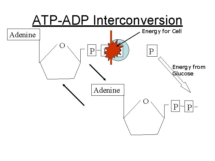 ATP-ADP Interconversion Energy for Cell Adenine O P P Energy from Glucose Adenine O