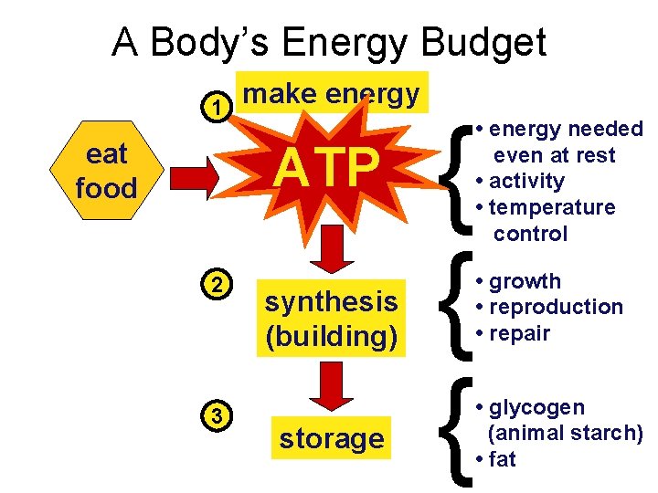 A Body’s Energy Budget 1 make energy ATP eat food 2 3 synthesis (building)