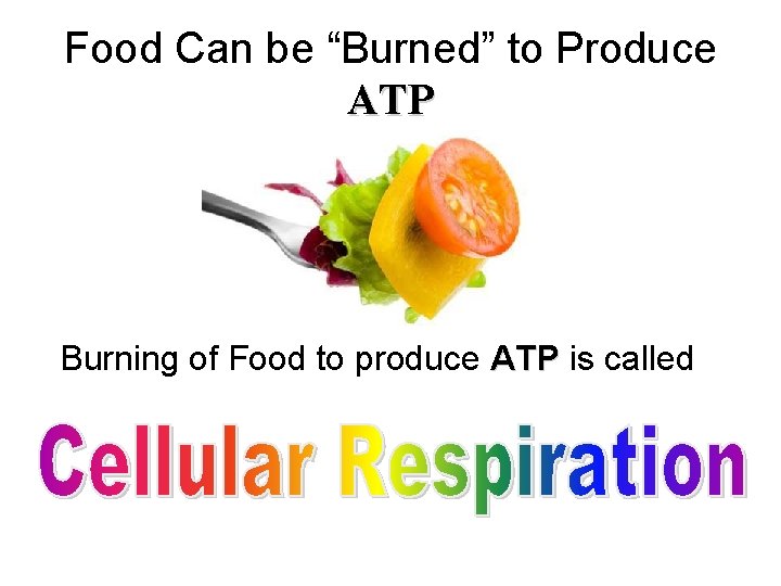 Food Can be “Burned” to Produce ATP Burning of Food to produce ATP is