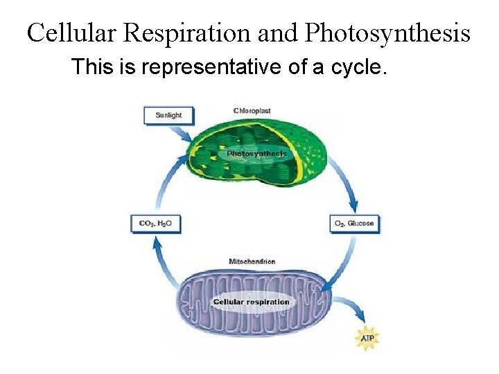 Cellular Respiration and Photosynthesis This is representative of a cycle. 