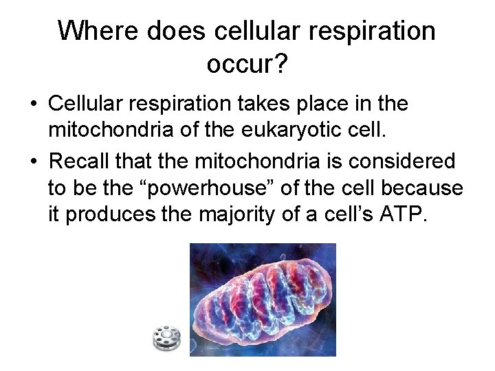 Where does cellular respiration occur? • Cellular respiration takes place in the mitochondria of