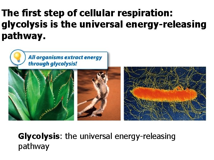 The first step of cellular respiration: glycolysis is the universal energy-releasing pathway. Glycolysis: the