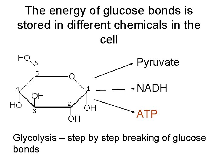 The energy of glucose bonds is stored in different chemicals in the cell Pyruvate