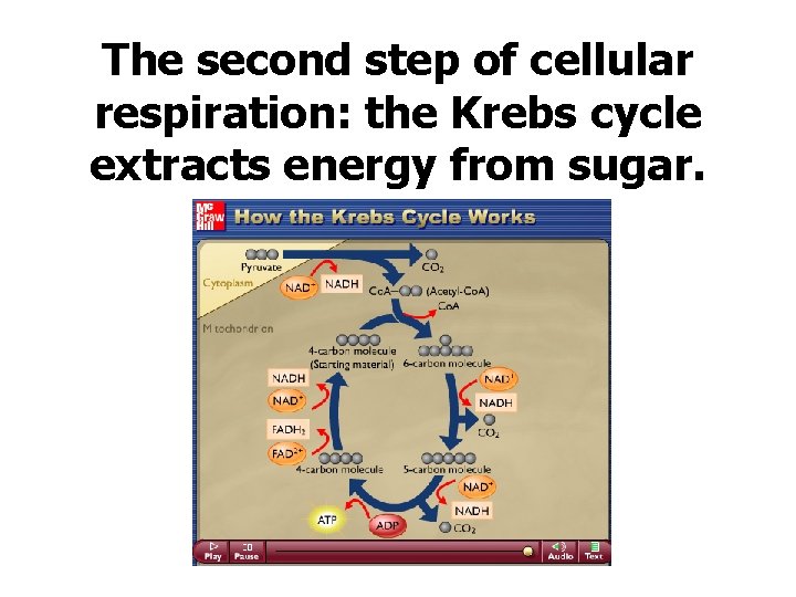 The second step of cellular respiration: the Krebs cycle extracts energy from sugar. 