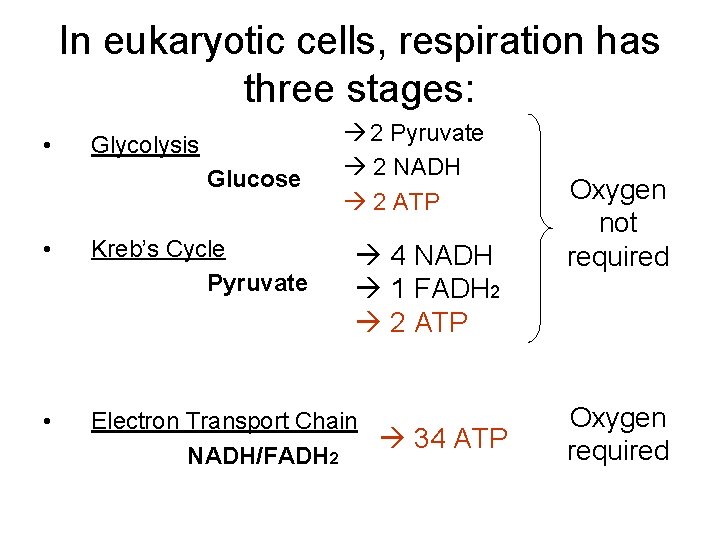 In eukaryotic cells, respiration has three stages: • Glycolysis Glucose 2 Pyruvate 2 NADH