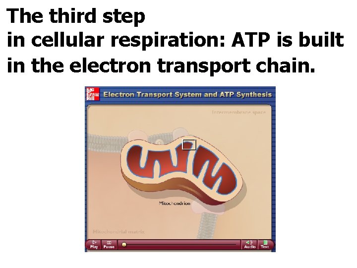 The third step in cellular respiration: ATP is built in the electron transport chain.