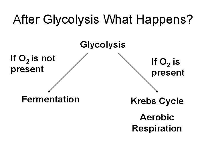 After Glycolysis What Happens? Glycolysis If O 2 is not present Fermentation If O