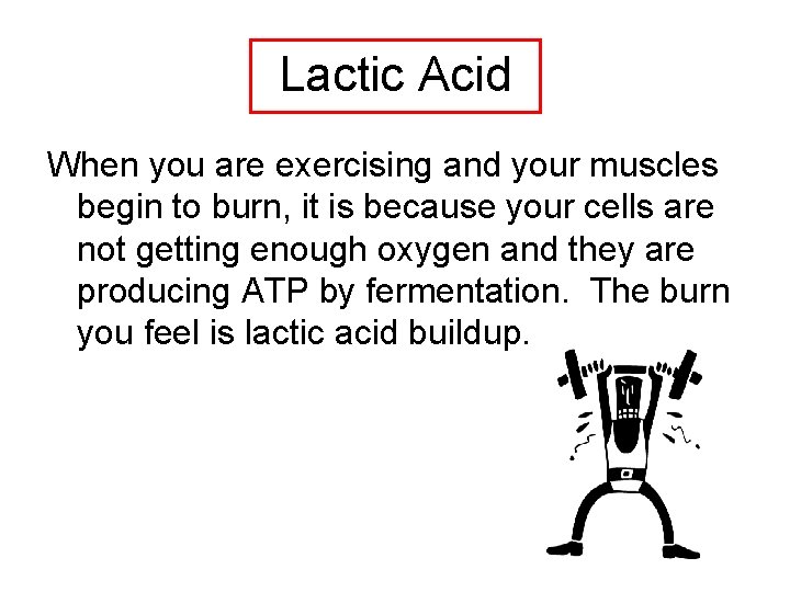 Lactic Acid When you are exercising and your muscles begin to burn, it is