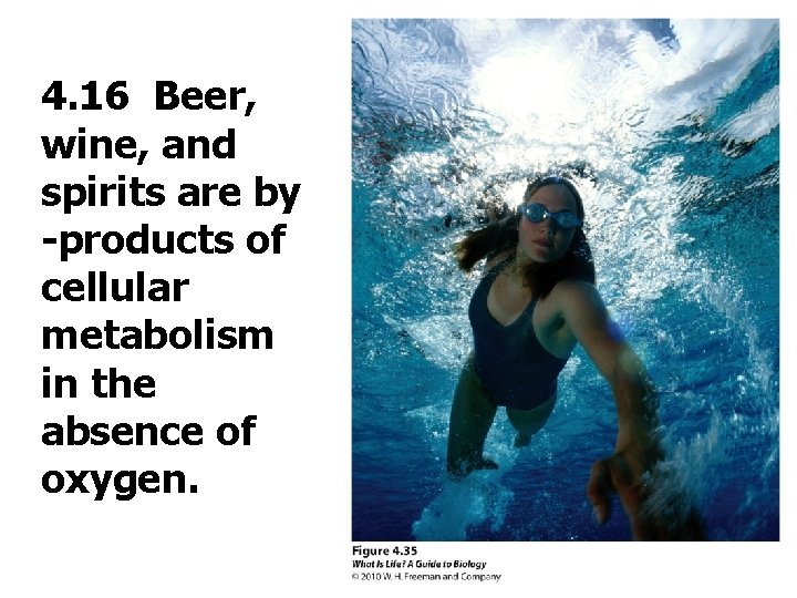 4. 16 Beer, wine, and spirits are by -products of cellular metabolism in the