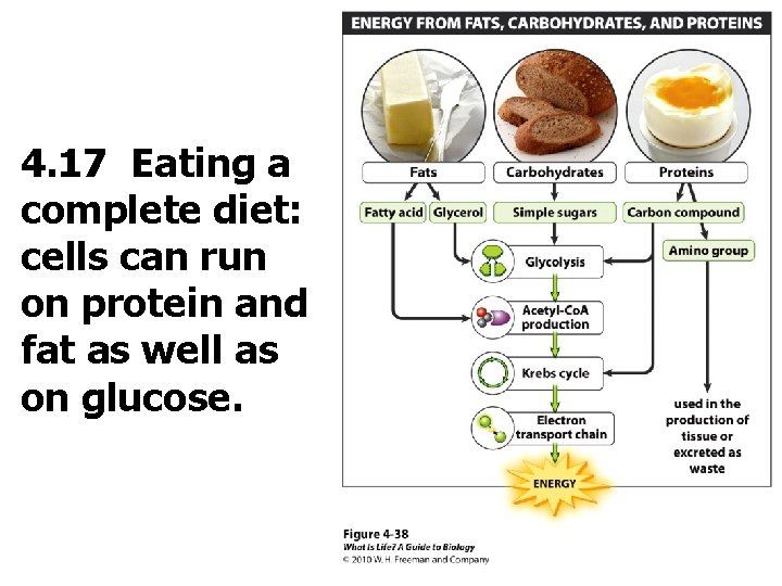 4. 17 Eating a complete diet: cells can run on protein and fat as