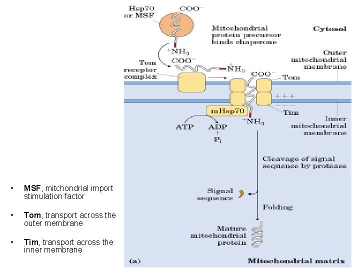  • MSF, mitchondrial import stimulation factor • Tom, transport across the outer membrane