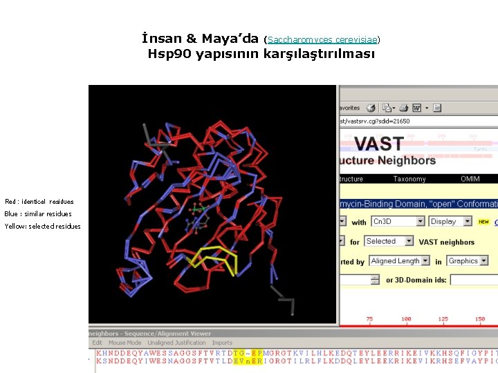 İnsan & Maya’da (Saccharomyces cerevisiae) Hsp 90 yapısının karşılaştırılması Red : identical residues Blue