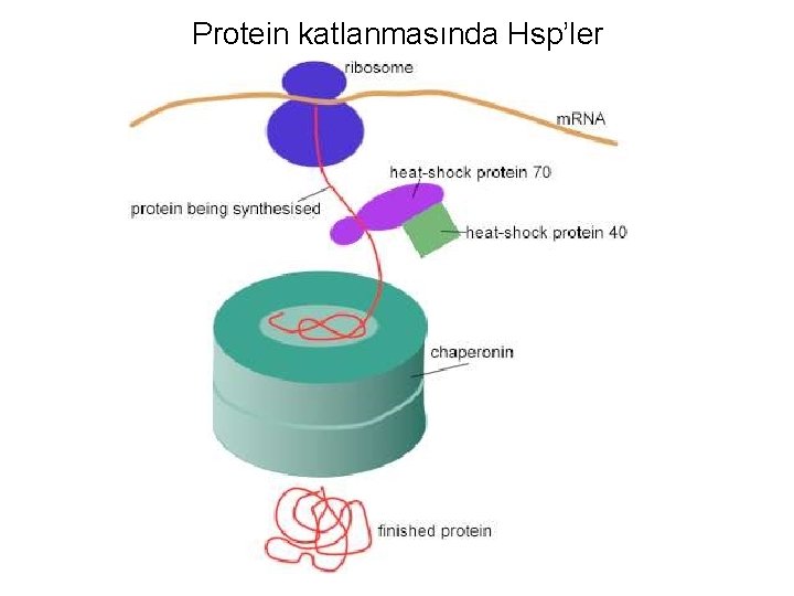 Protein katlanmasında Hsp’ler 