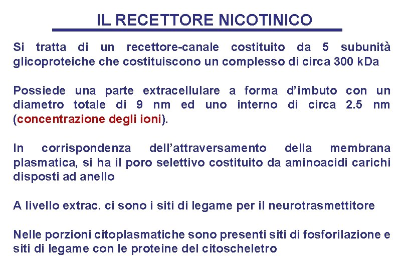 IL RECETTORE NICOTINICO Si tratta di un recettore-canale costituito da 5 subunità glicoproteiche costituiscono