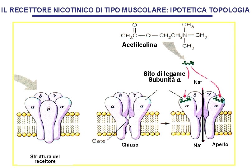 IL RECETTORE NICOTINICO DI TIPO MUSCOLARE: IPOTETICA TOPOLOGIA Acetilcolina Sito di legame Subunità a