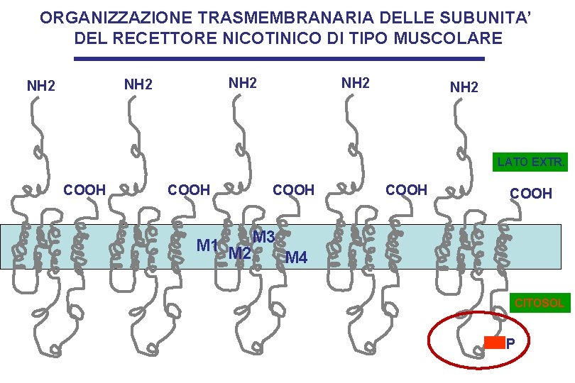 ORGANIZZAZIONE TRASMEMBRANARIA DELLE SUBUNITA’ DEL RECETTORE NICOTINICO DI TIPO MUSCOLARE NH 2 NH 2