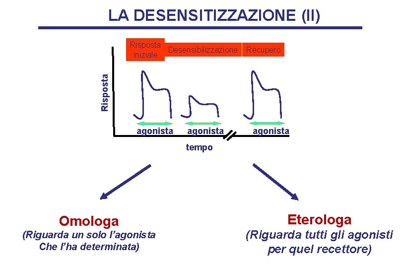 LA DESENSITIZZAZIONE (II) Recupero Risposta Desensibilizzazione iniziale agonista tempo Omologa (Riguarda un solo l’agonista