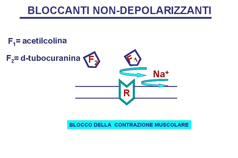 BLOCCANTI NON-DEPOLARIZZANTI F 1= acetilcolina F 2= d-tubocuranina F 2 F 1 Na+ R