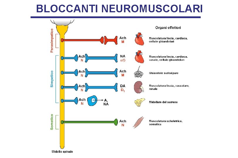 BLOCCANTI NEUROMUSCOLARI 