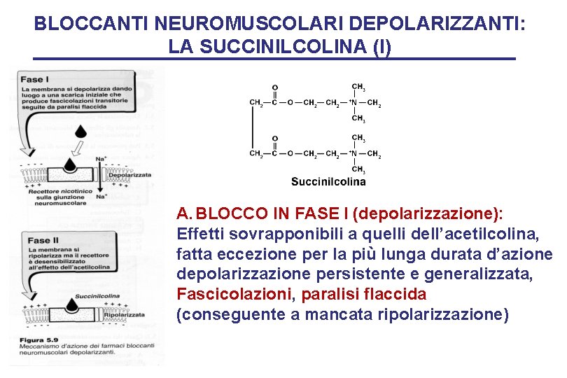BLOCCANTI NEUROMUSCOLARI DEPOLARIZZANTI: LA SUCCINILCOLINA (I) A. BLOCCO IN FASE I (depolarizzazione): Effetti sovrapponibili