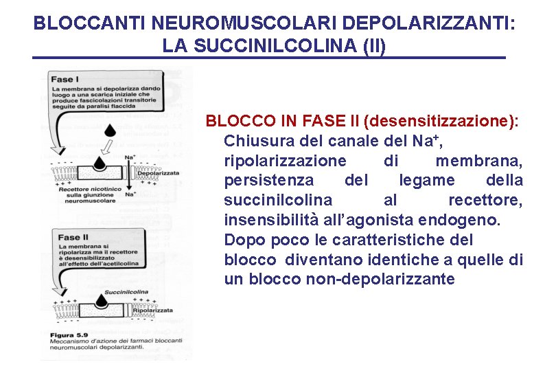 BLOCCANTI NEUROMUSCOLARI DEPOLARIZZANTI: LA SUCCINILCOLINA (II) BLOCCO IN FASE II (desensitizzazione): Chiusura del canale