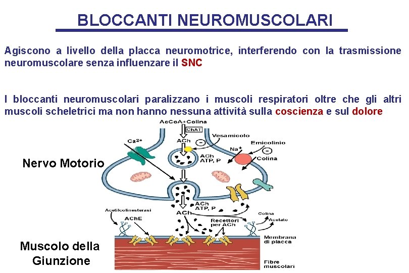 BLOCCANTI NEUROMUSCOLARI Agiscono a livello della placca neuromotrice, interferendo con la trasmissione neuromuscolare senza