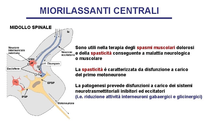 MIORILASSANTI CENTRALI MIDOLLO SPINALE Sono utili nella terapia degli spasmi muscolari dolorosi e della