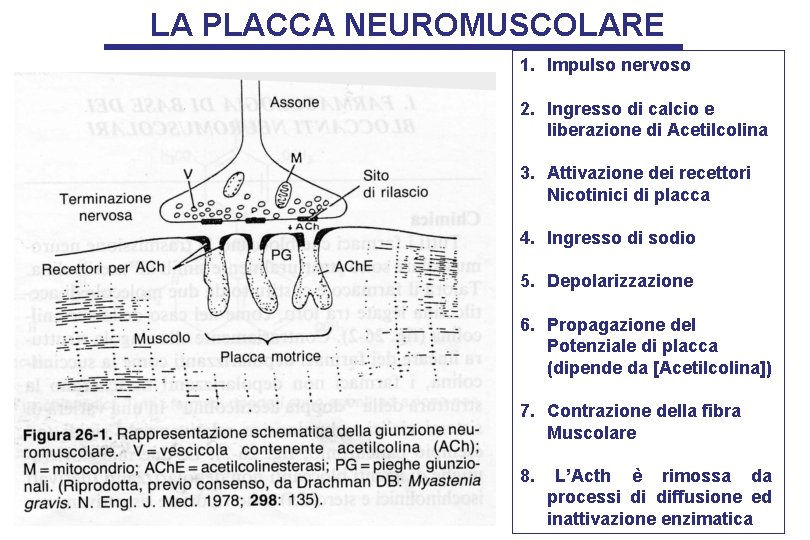LA PLACCA NEUROMUSCOLARE 1. Impulso nervoso 2. Ingresso di calcio e liberazione di Acetilcolina