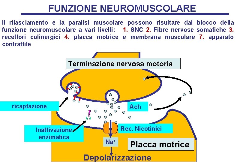 FUNZIONE NEUROMUSCOLARE Il rilasciamento e la paralisi muscolare possono risultare dal blocco della funzione