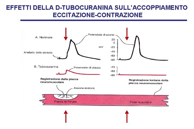 EFFETTI DELLA D-TUBOCURANINA SULL’ACCOPPIAMENTO ECCITAZIONE-CONTRAZIONE 