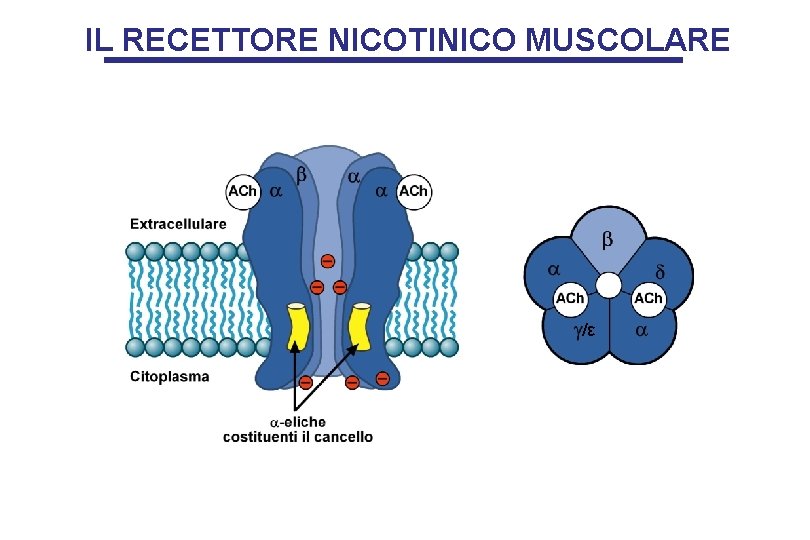 IL RECETTORE NICOTINICO MUSCOLARE /ε 