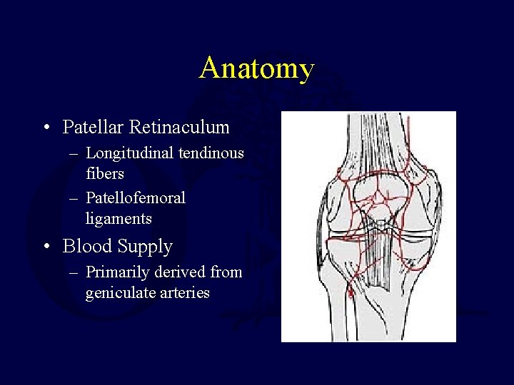 Anatomy • Patellar Retinaculum – Longitudinal tendinous fibers – Patellofemoral ligaments • Blood Supply