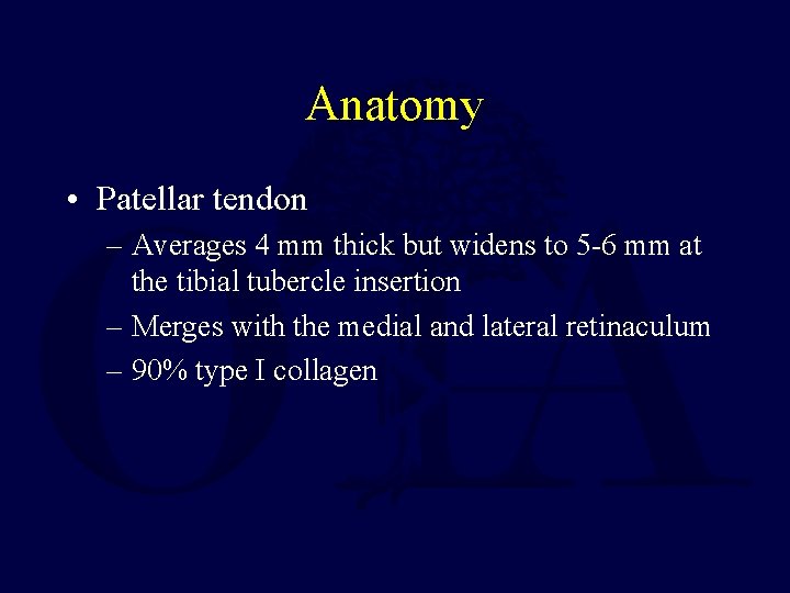 Anatomy • Patellar tendon – Averages 4 mm thick but widens to 5 -6