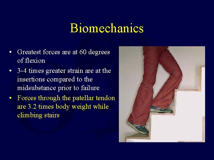 Biomechanics • Greatest forces are at 60 degrees of flexion • 3 -4 times