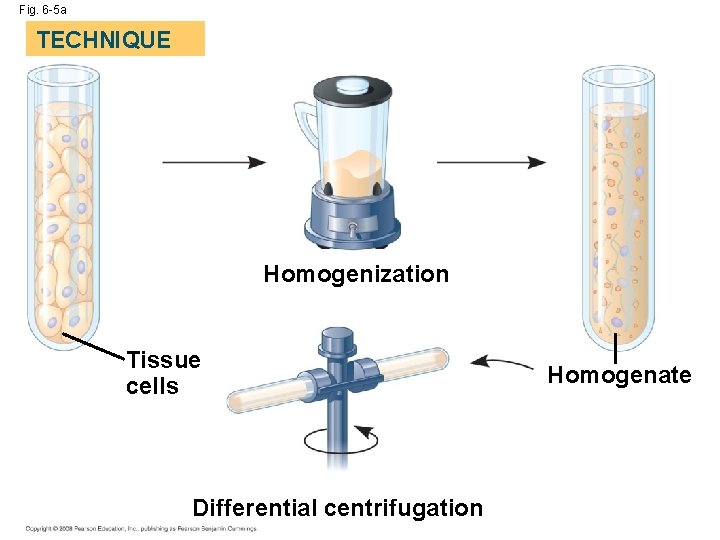 Fig. 6 -5 a TECHNIQUE Homogenization Tissue cells Differential centrifugation Homogenate 