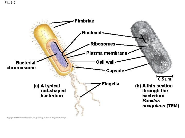 Fig. 6 -6 Fimbriae Nucleoid Ribosomes Plasma membrane Bacterial chromosome (a) A typical rod-shaped