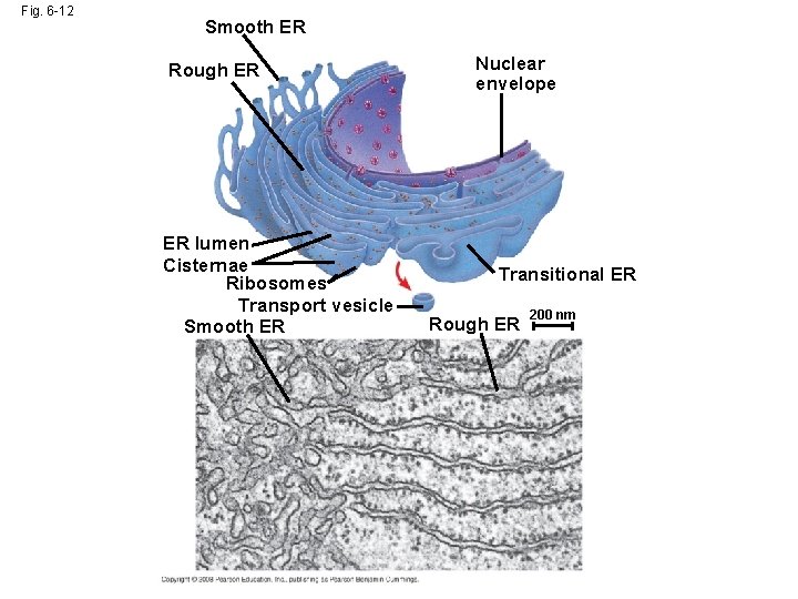 Fig. 6 -12 Smooth ER Rough ER ER lumen Cisternae Ribosomes Transport vesicle Smooth