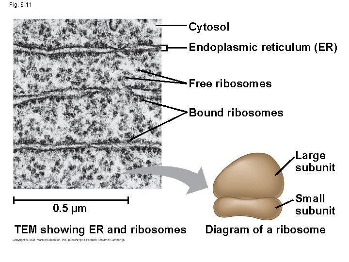 Fig. 6 -11 Cytosol Endoplasmic reticulum (ER) Free ribosomes Bound ribosomes Large subunit 0.