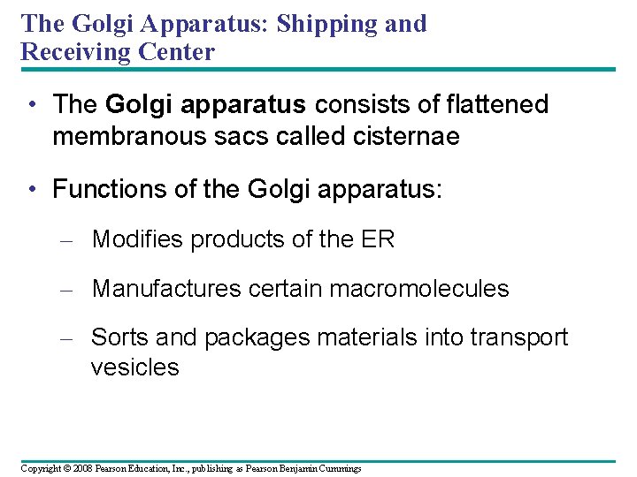 The Golgi Apparatus: Shipping and Receiving Center • The Golgi apparatus consists of flattened