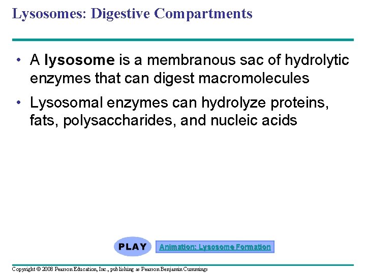 Lysosomes: Digestive Compartments • A lysosome is a membranous sac of hydrolytic enzymes that