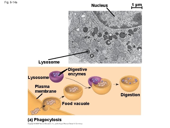 Fig. 6 -14 a Nucleus 1 µm Lysosome Digestive enzymes Plasma membrane Digestion Food