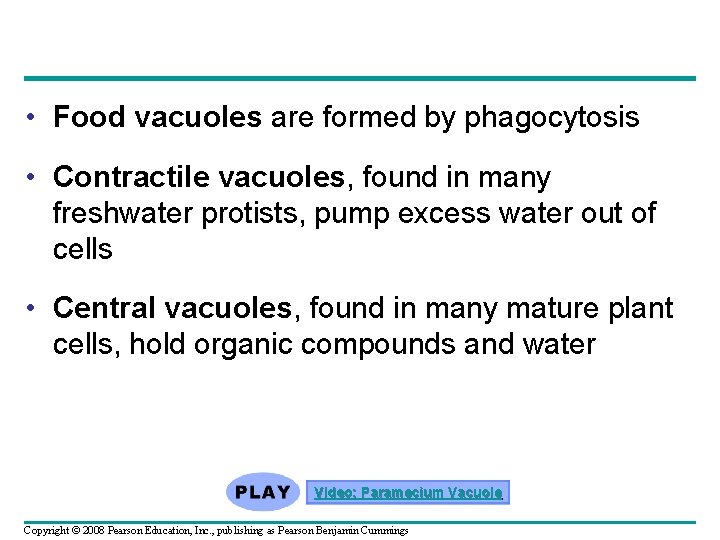 • Food vacuoles are formed by phagocytosis • Contractile vacuoles, found in many